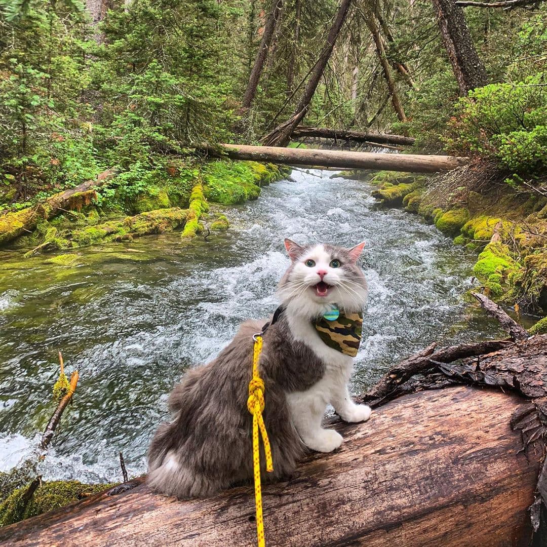 Пушистый кот из Канады гуляет по горам и ведёт Инстаграм, которому позавидует любой тревел-блогер 75