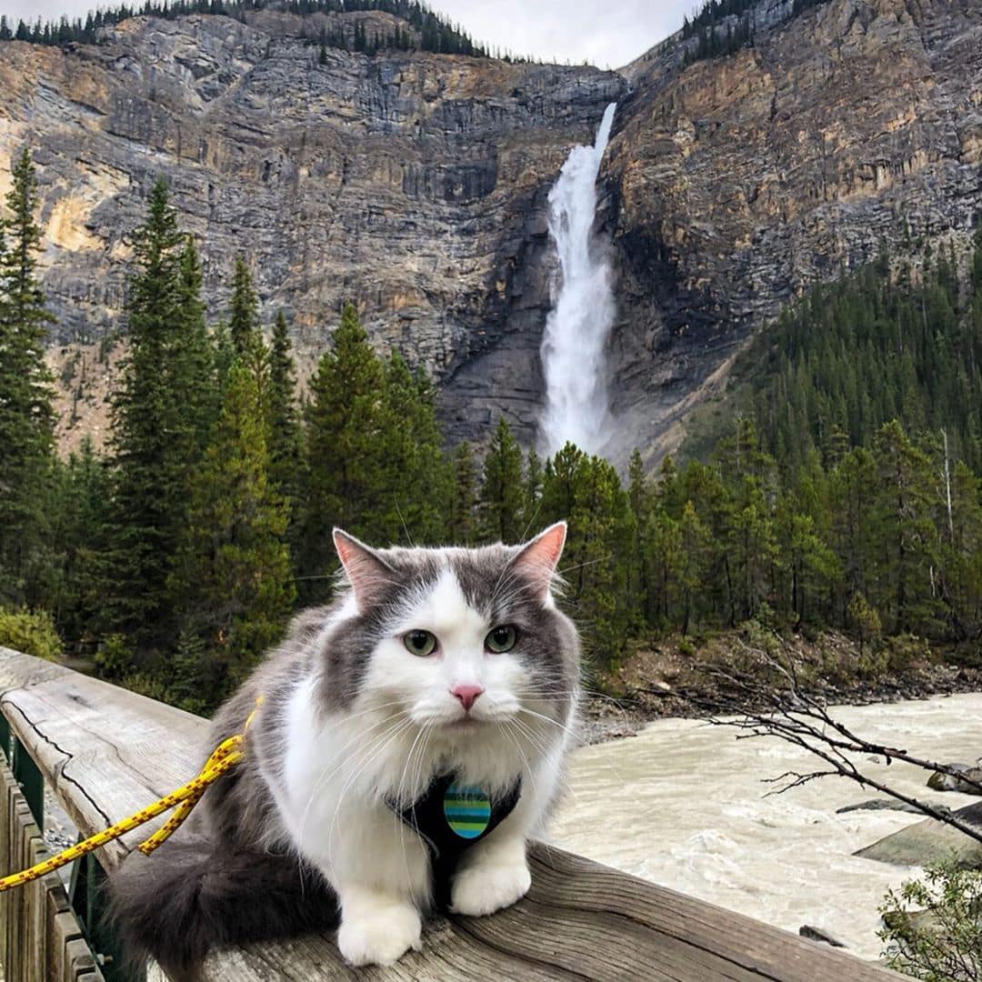 Пушистый кот из Канады гуляет по горам и ведёт Инстаграм, которому позавидует любой тревел-блогер 77