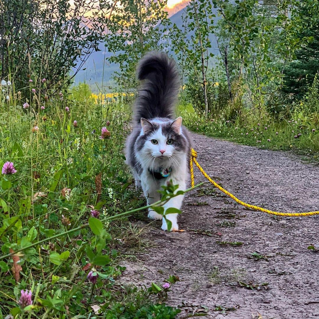 Пушистый кот из Канады гуляет по горам и ведёт Инстаграм, которому позавидует любой тревел-блогер 78