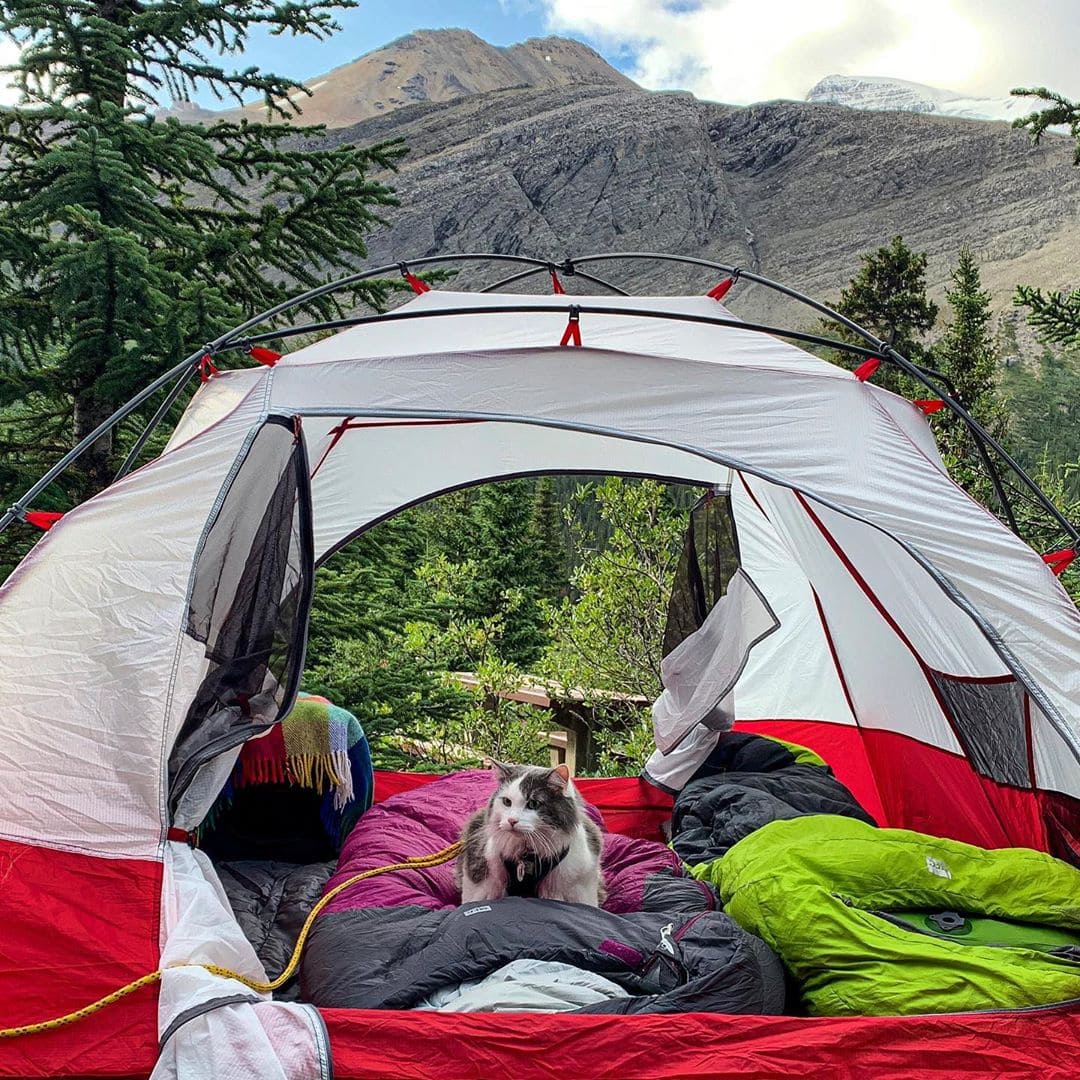 Пушистый кот из Канады гуляет по горам и ведёт Инстаграм, которому позавидует любой тревел-блогер 76