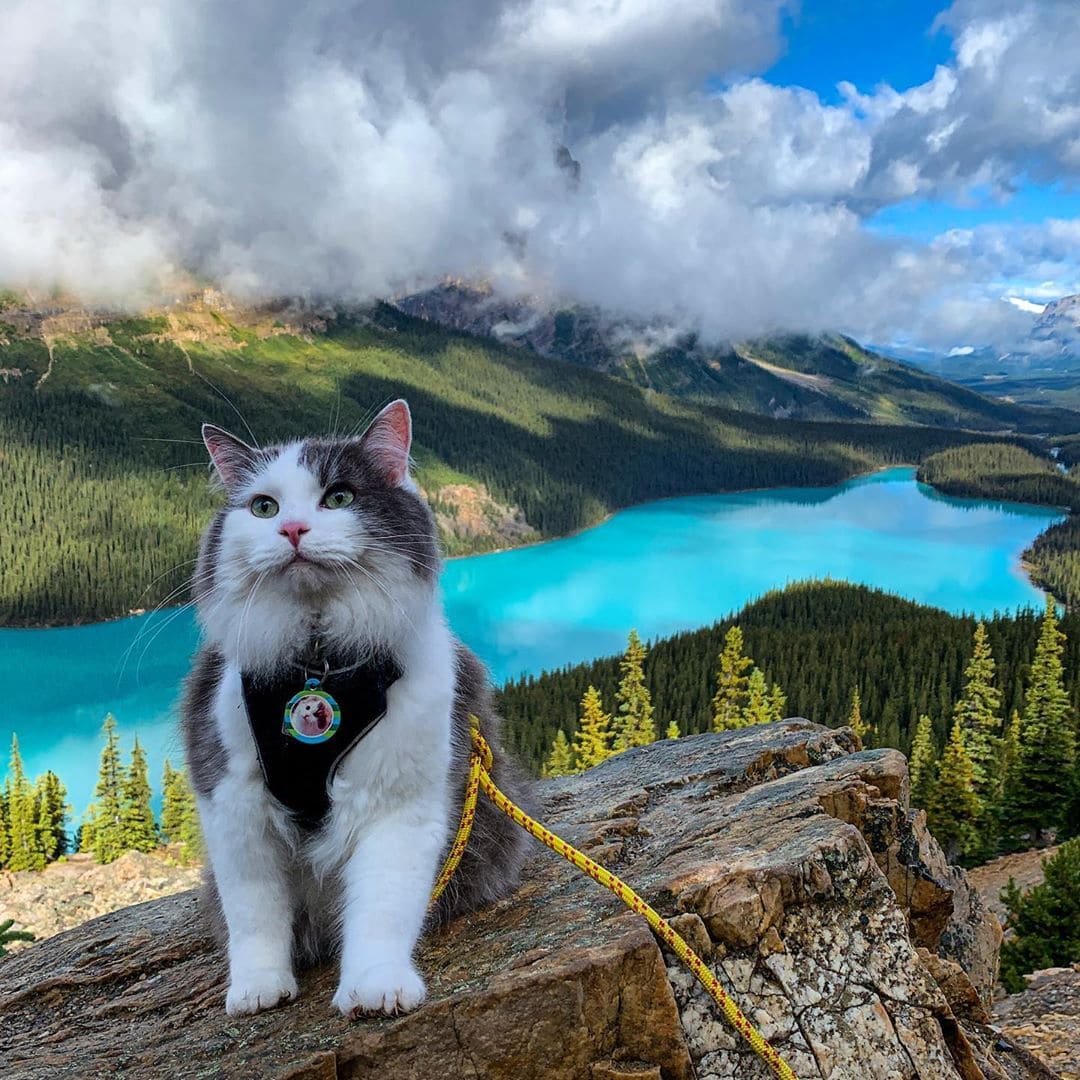 Пушистый кот из Канады гуляет по горам и ведёт Инстаграм, которому позавидует любой тревел-блогер 79