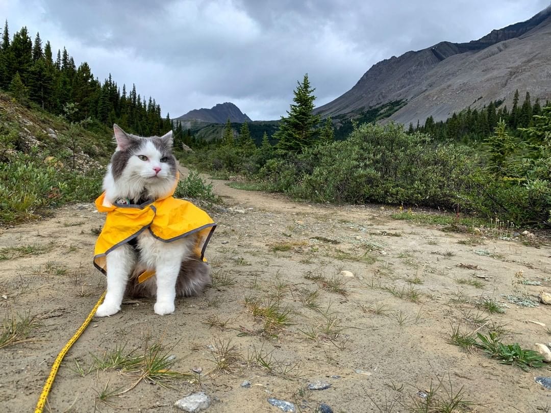 Пушистый кот из Канады гуляет по горам и ведёт Инстаграм, которому позавидует любой тревел-блогер 80