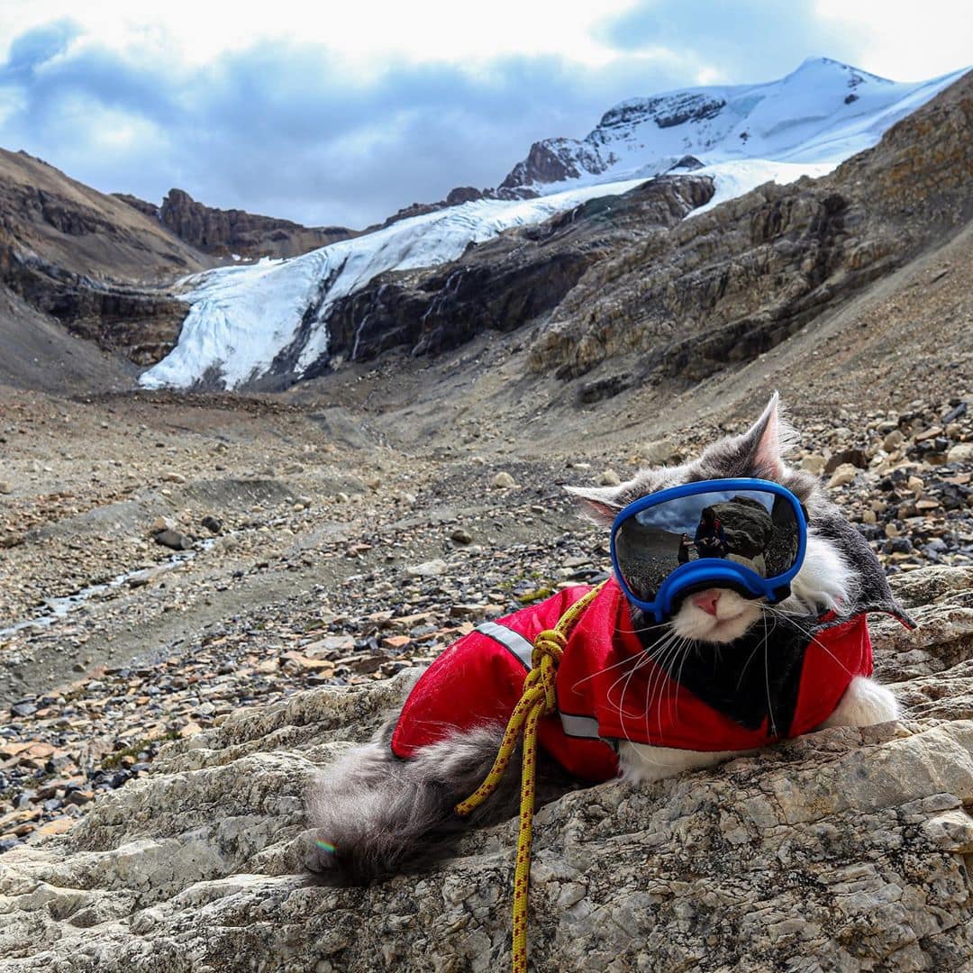 Пушистый кот из Канады гуляет по горам и ведёт Инстаграм, которому позавидует любой тревел-блогер 74