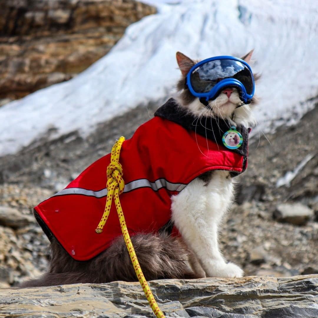 Пушистый кот из Канады гуляет по горам и ведёт Инстаграм, которому позавидует любой тревел-блогер 65