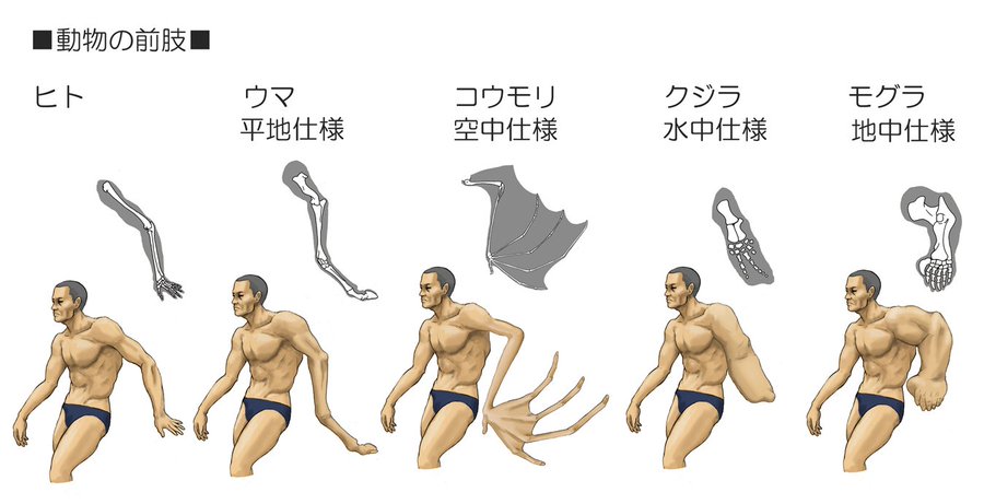 Японец представляет, как выглядели бы люди, будь они похожи на животных, и показывает это в рисунках 61
