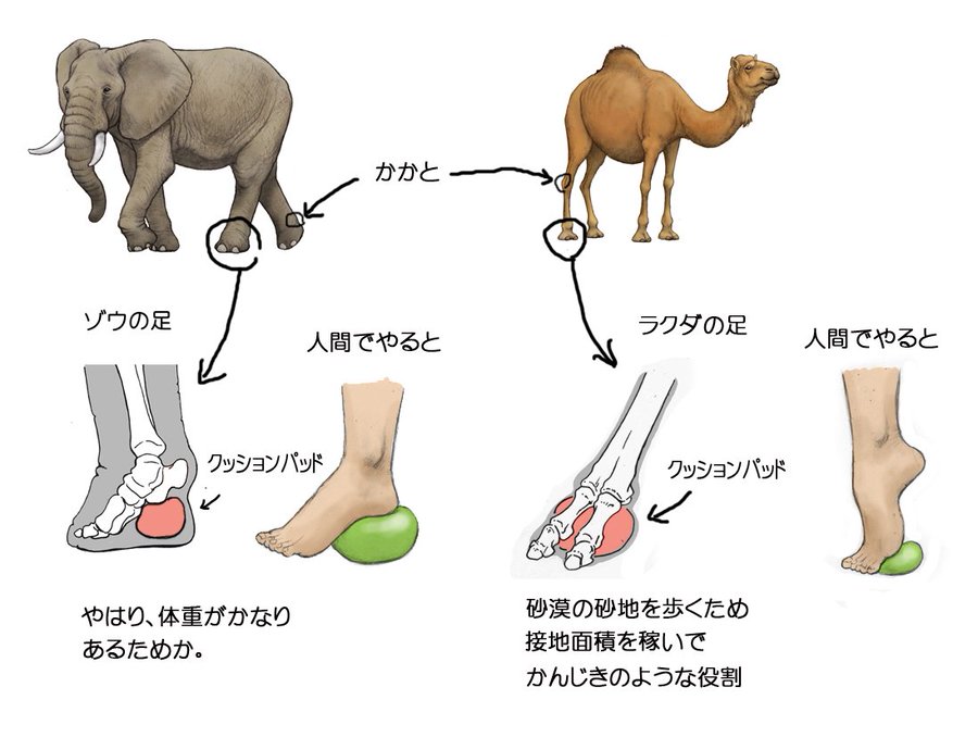 Японец представляет, как выглядели бы люди, будь они похожи на животных, и показывает это в рисунках 55
