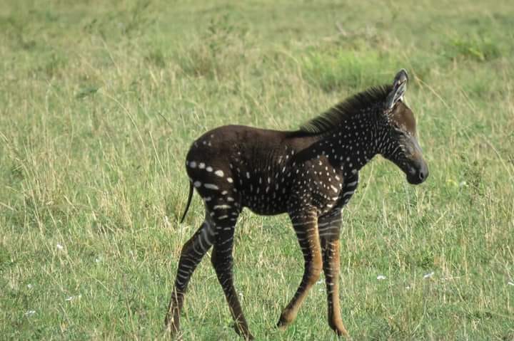 В Кении обнаружили малыша зебры, который очень отличается от собратьев — ведь шкура у него в горошек 26