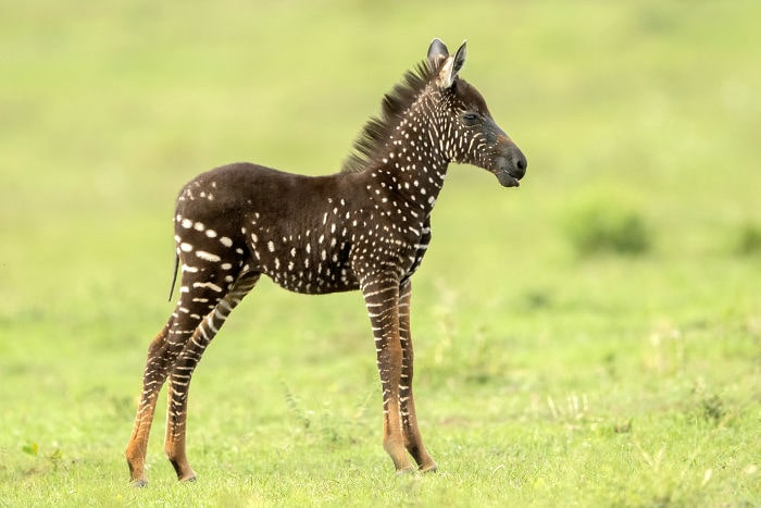 В Кении обнаружили малыша зебры, который очень отличается от собратьев — ведь шкура у него в горошек 25