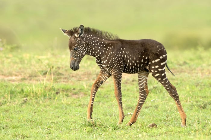 В Кении обнаружили малыша зебры, который очень отличается от собратьев — ведь шкура у него в горошек 30