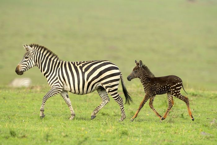 В Кении обнаружили малыша зебры, который очень отличается от собратьев — ведь шкура у него в горошек 27