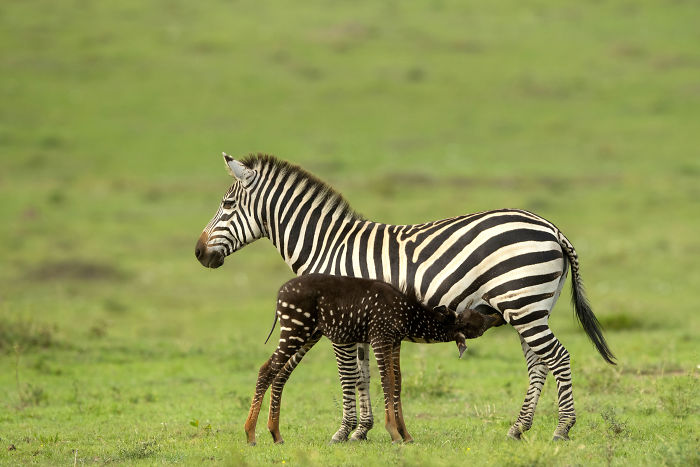 В Кении обнаружили малыша зебры, который очень отличается от собратьев — ведь шкура у него в горошек 28
