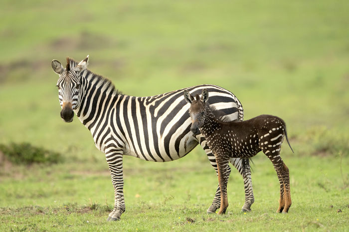 В Кении обнаружили малыша зебры, который очень отличается от собратьев — ведь шкура у него в горошек 29