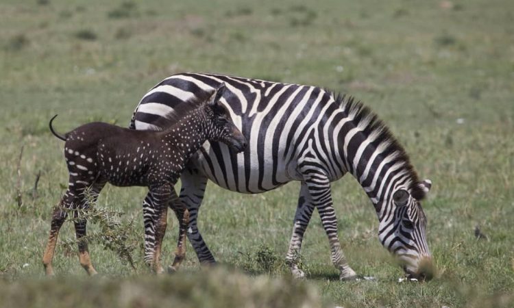 В Кении обнаружили малыша зебры, который очень отличается от собратьев — ведь шкура у него в горошек 31