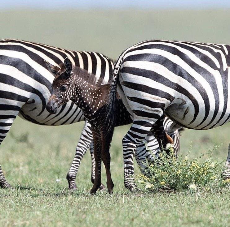 В Кении обнаружили малыша зебры, который очень отличается от собратьев — ведь шкура у него в горошек 32