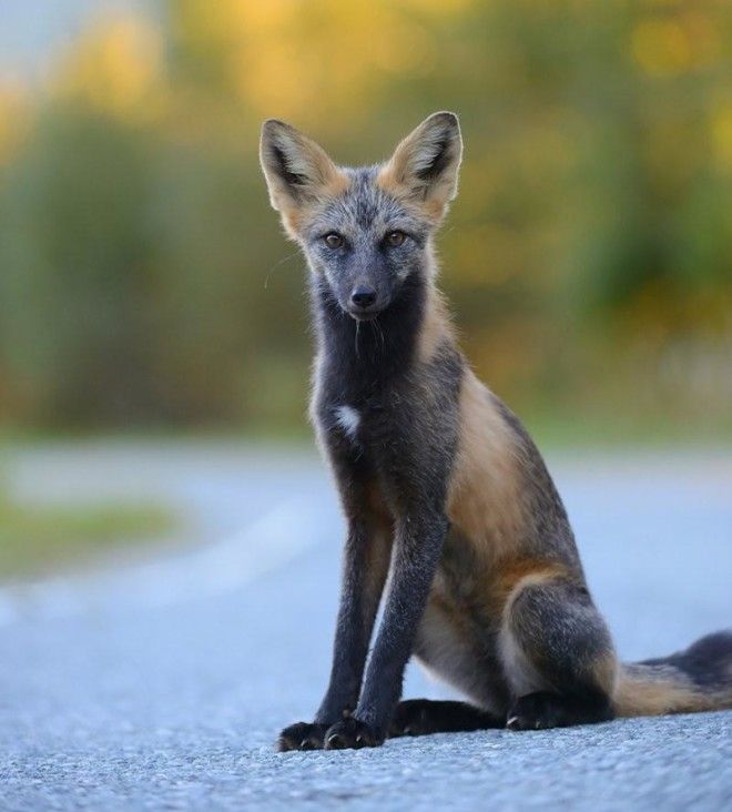 7 самых красивых в мире видов лисиц 50
