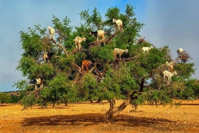 Марокканские козы, которые лазают по деревьям 22