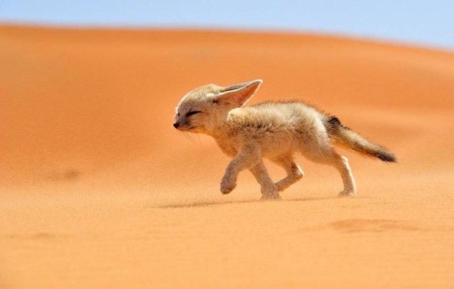 7 самых красивых в мире видов лисиц 39