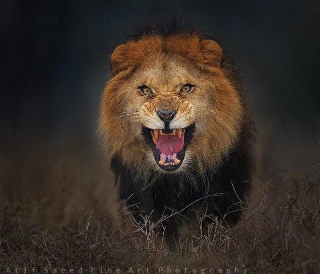 Фотограф рисковал жизнью, чтобы снять этого яростного льва в дикой природе 8