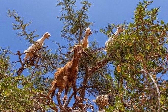 Марокканские козы, которые лазают по деревьям 23