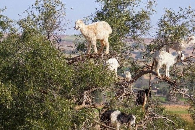 Марокканские козы, которые лазают по деревьям 24