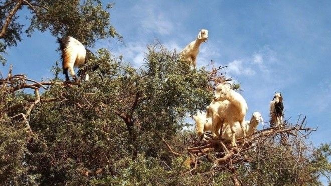 Марокканские козы, которые лазают по деревьям 25