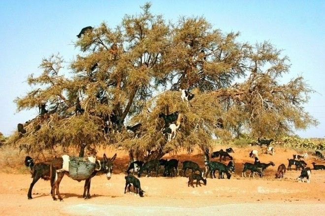 Марокканские козы, которые лазают по деревьям 26