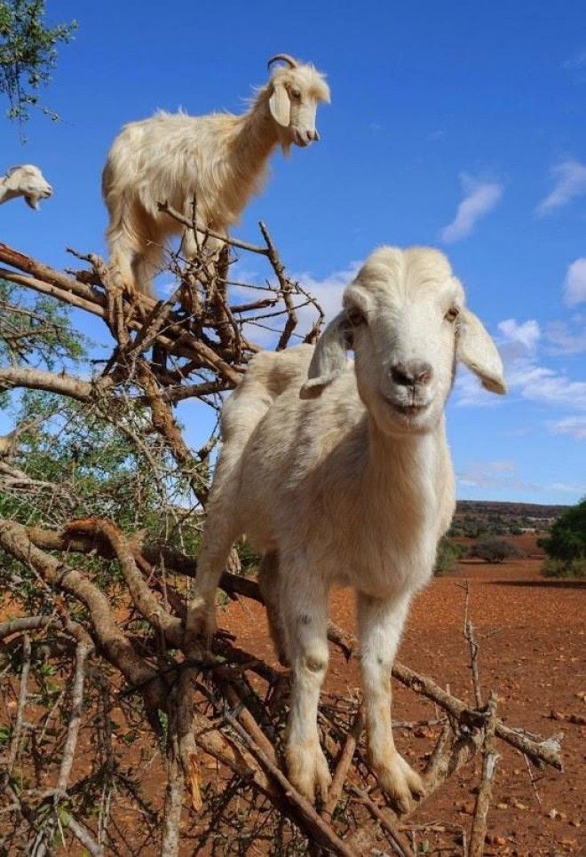 Марокканские козы, которые лазают по деревьям 27