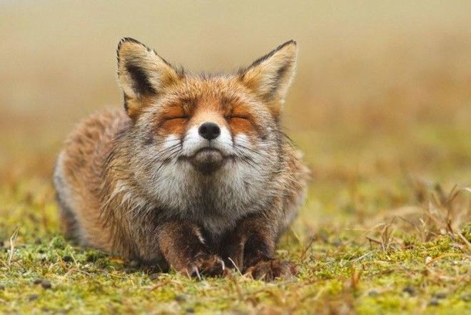 7 самых красивых в мире видов лисиц 44
