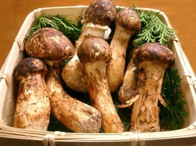 10 самых дорогих продуктов питания в Японии 35