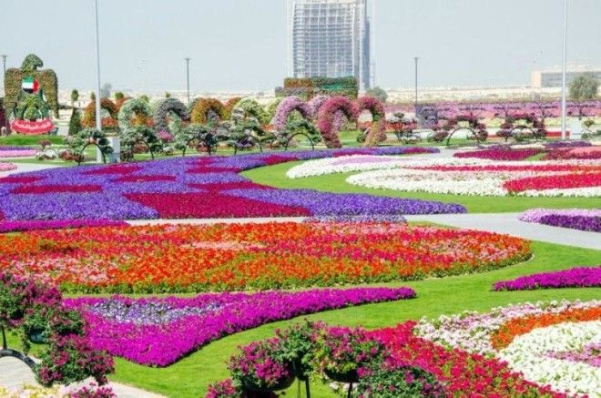 Чудо Сад в Дубае 43