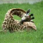 12 фото, как спят жирафы