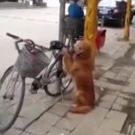 Эта собака стала центром внимания всей улицы