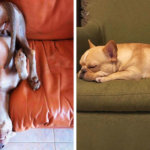 20 собак, которые доказали, что неудобных поз для сна не бывает