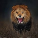 Фотограф рисковал жизнью, чтобы снять этого яростного льва в дикой природе