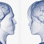 Мужской и женский мозг — 20 отличий