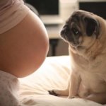19 собак, которые с нетерпением ждут появления малыша