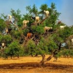 Марокканские козы, которые лазают по деревьям