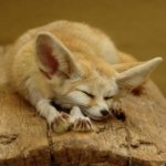 7 самых красивых в мире видов лисиц