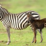 В Кении обнаружили малыша зебры, который очень отличается от собратьев — ведь шкура у него в горошек