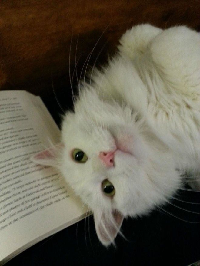 18 фото котов, которым нужна ласка именно, когда Вы что-то читаете 39