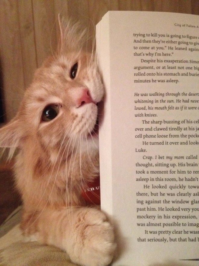 18 фото котов, которым нужна ласка именно, когда Вы что-то читаете 42