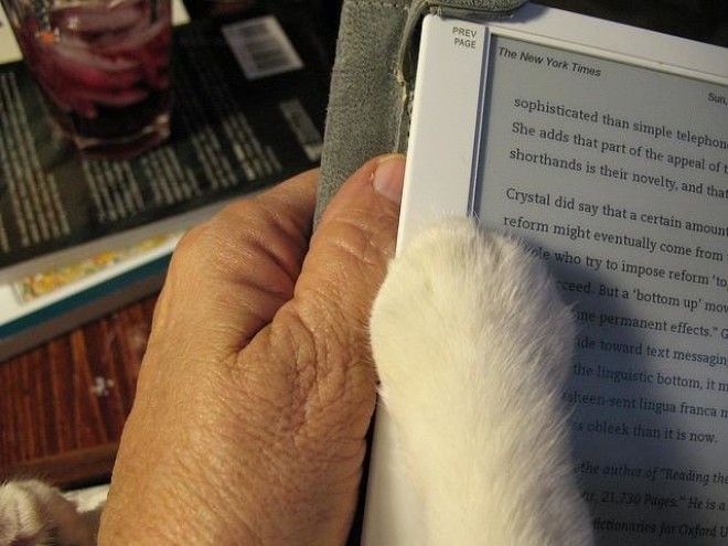18 фото котов, которым нужна ласка именно, когда Вы что-то читаете 45