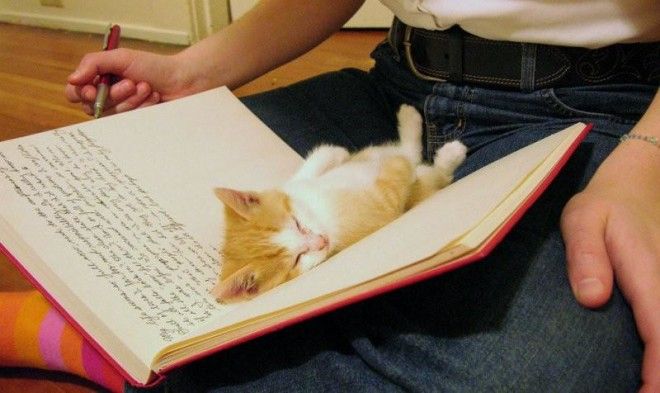 18 фото котов, которым нужна ласка именно, когда Вы что-то читаете 39