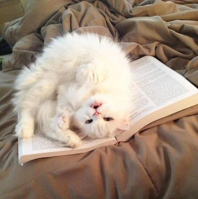 18 фото котов, которым нужна ласка именно, когда Вы что-то читаете 45