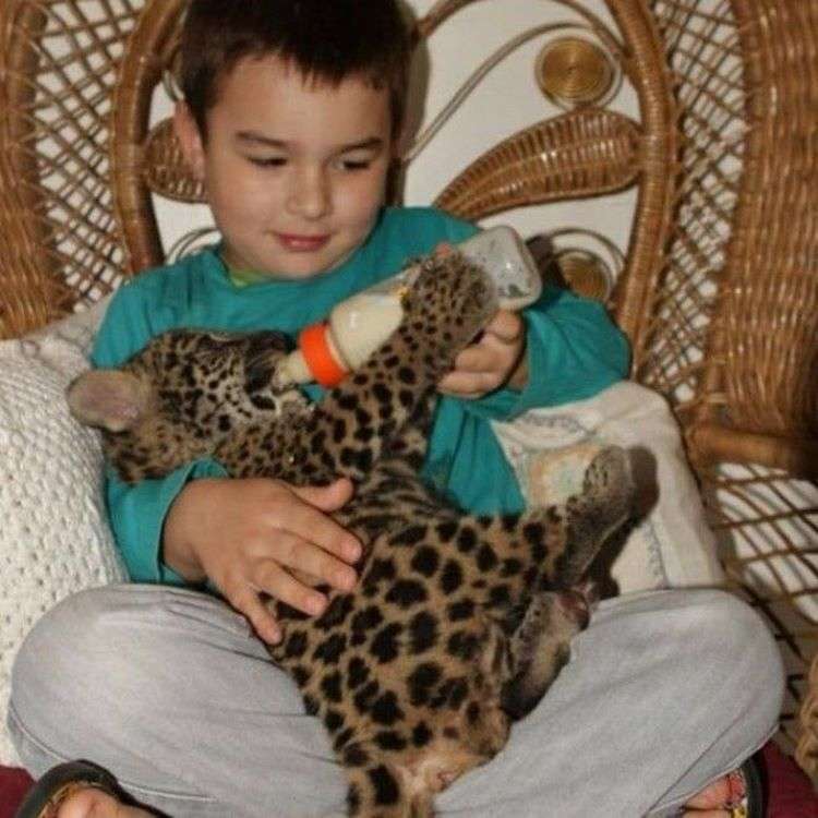 Бразильский мальчик Тьяго Силвейра живет с ягуарами! 25