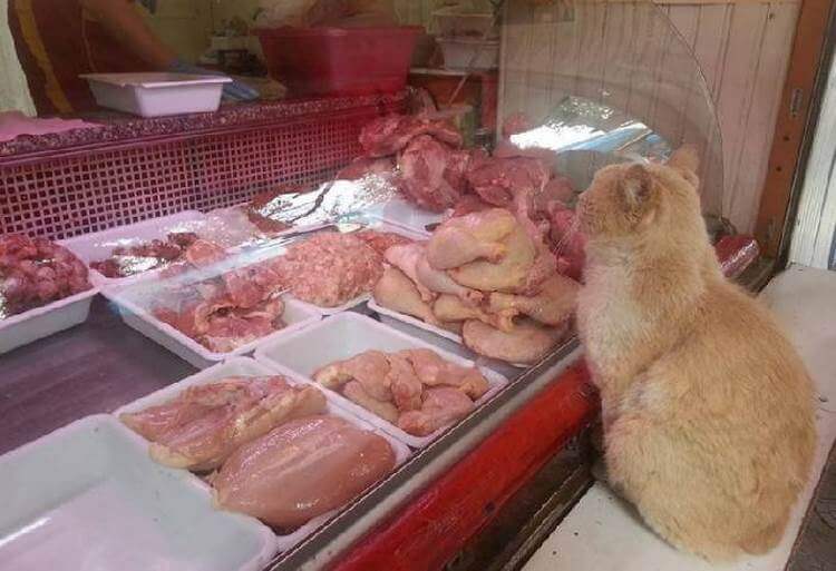 Рыжий кот ежедневно выпрашивал в магазине мясо и куда-то уносил 10
