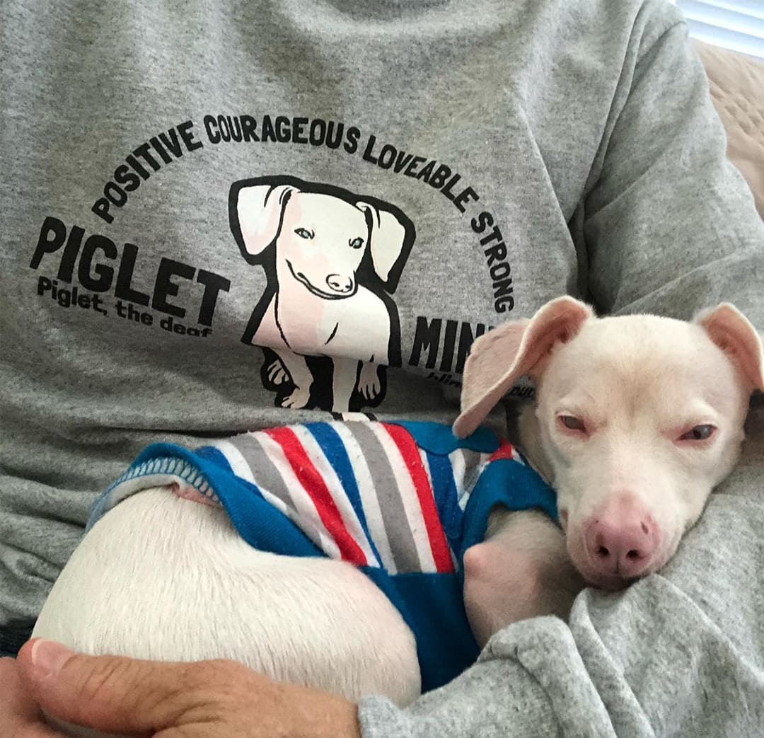 Розовый щенок по кличке Пятачок родился слепым и глухим. Но он вырос и стал помогать другим 42