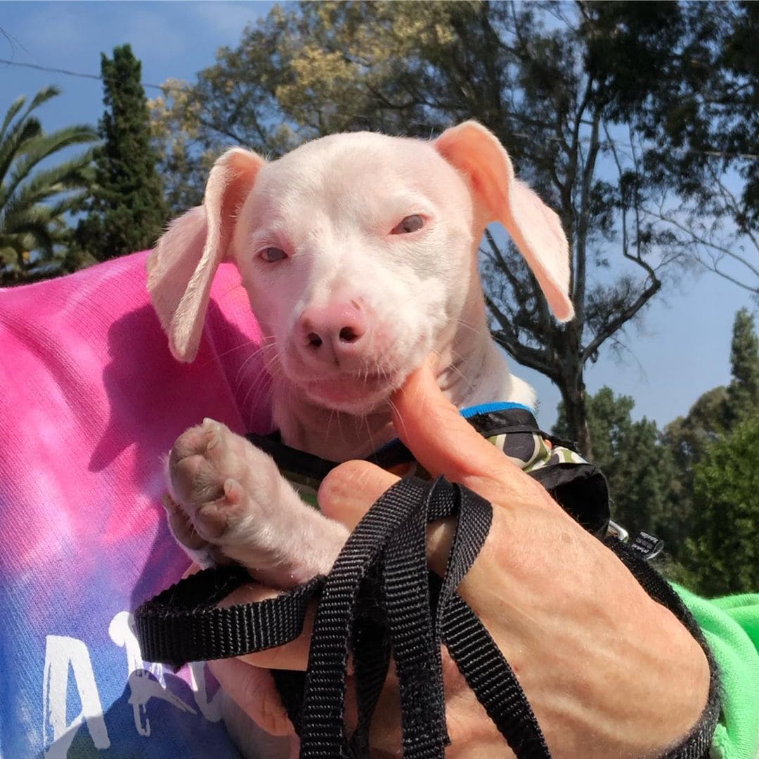 Розовый щенок по кличке Пятачок родился слепым и глухим. Но он вырос и стал помогать другим 44