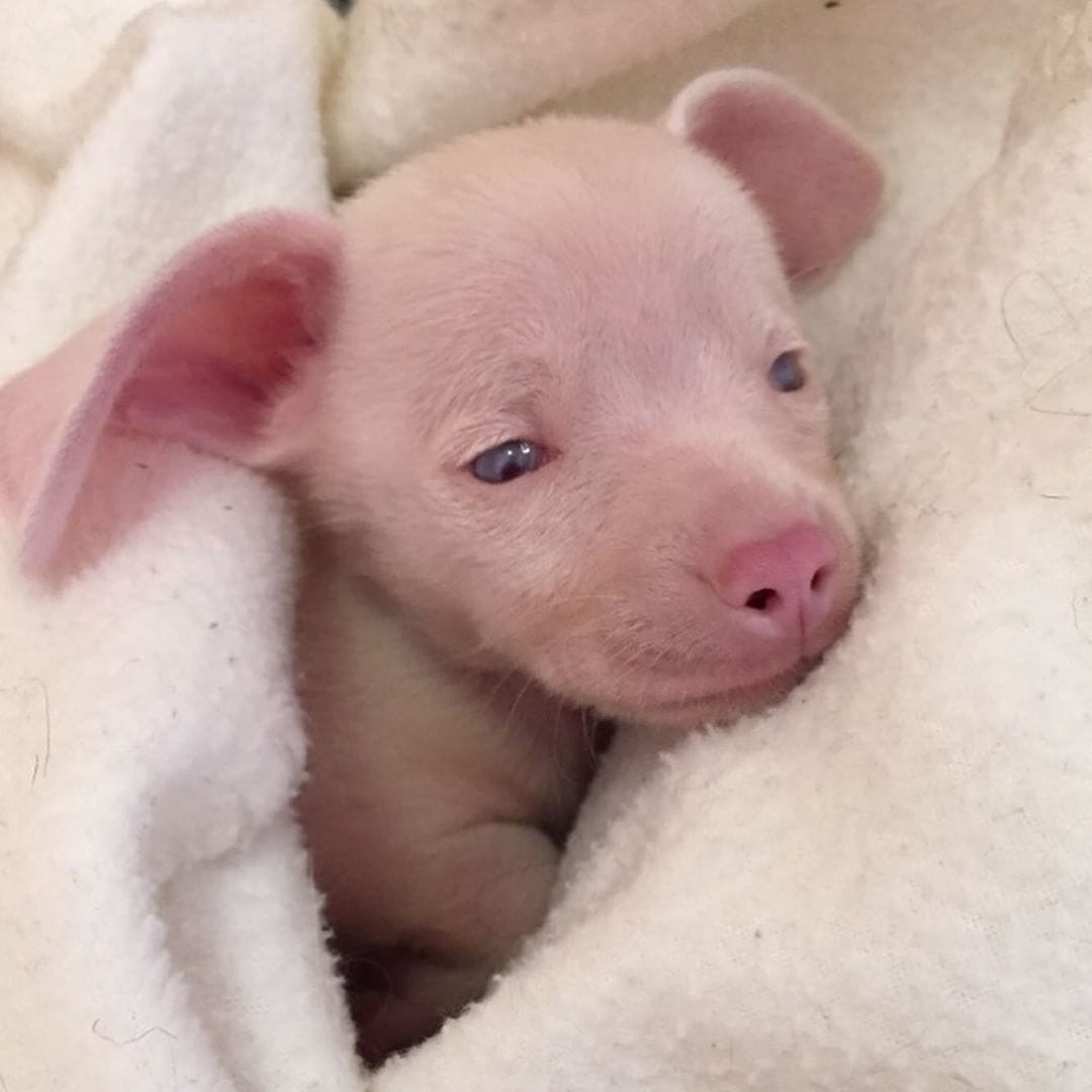 Розовый щенок по кличке Пятачок родился слепым и глухим. Но он вырос и стал помогать другим 37