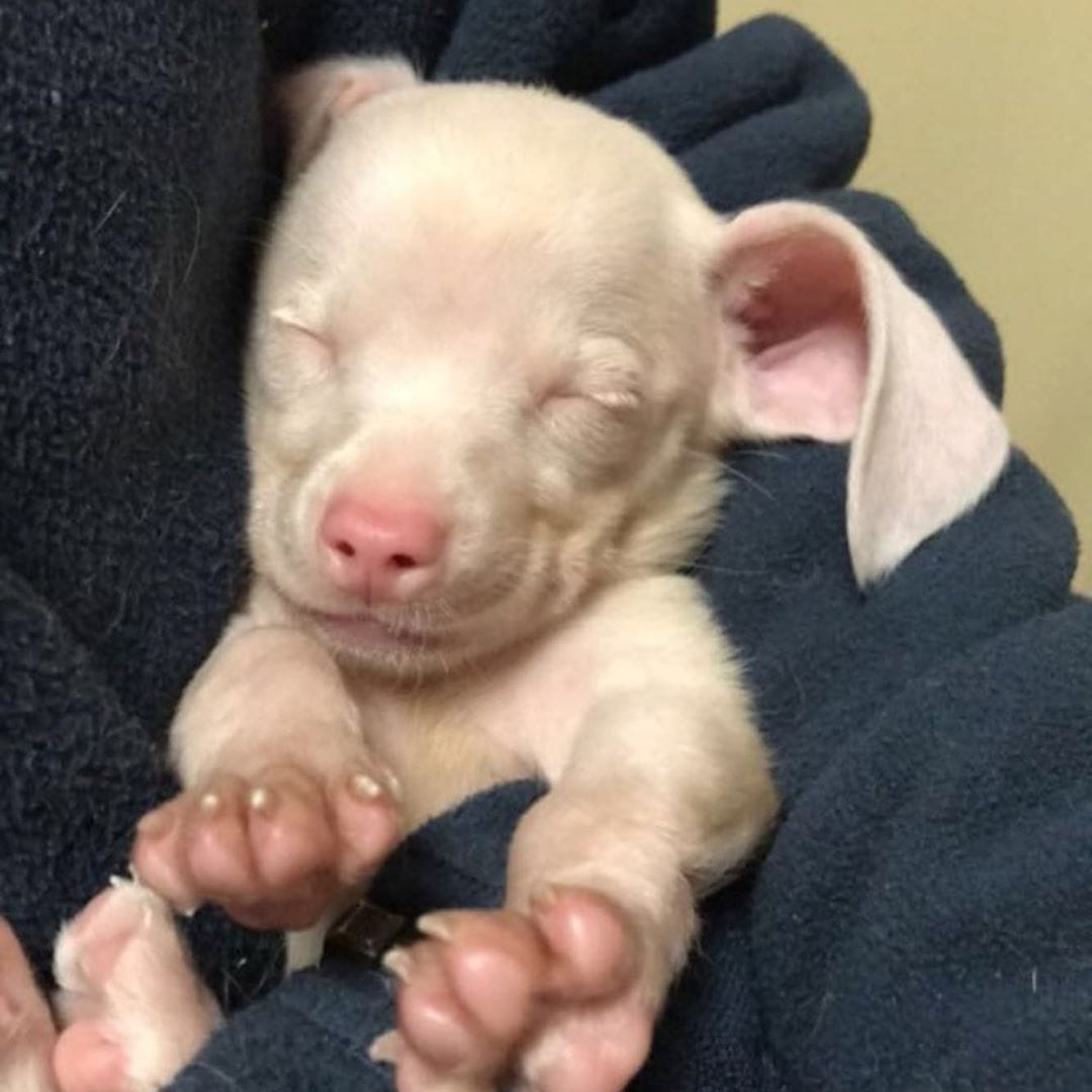 Розовый щенок по кличке Пятачок родился слепым и глухим. Но он вырос и стал помогать другим 36